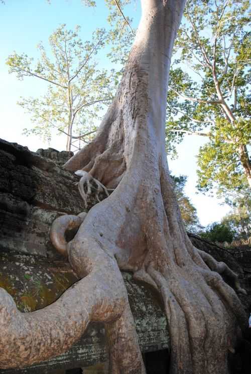 ANGKOR WAT HALF MARATHON 2013